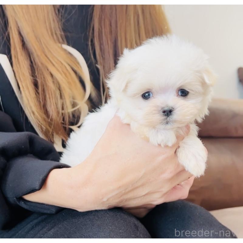 販売中の福岡県のマルチーズ-426857の3枚目