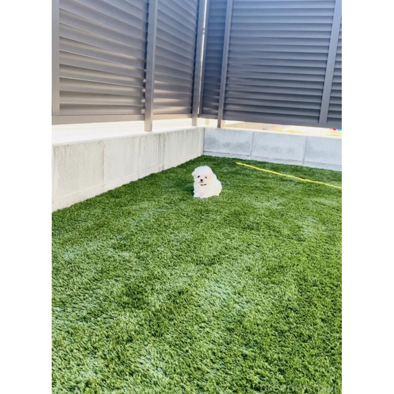 販売中の福岡県のマルチーズ-426857の2枚目