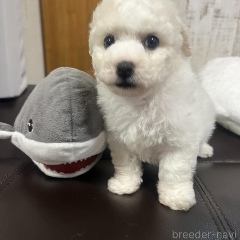 販売中の三重県のビションフリーゼ-426856