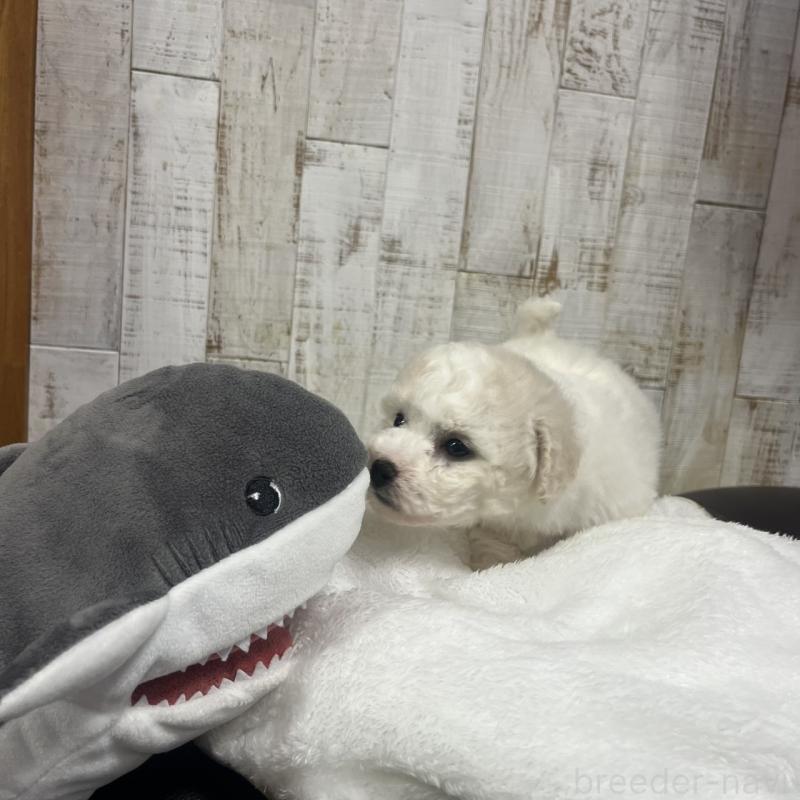 販売中の三重県のビションフリーゼ-426856の6枚目