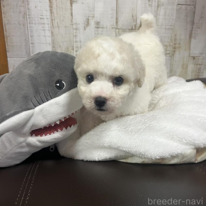 販売中の三重県のビションフリーゼ-426856の5枚目