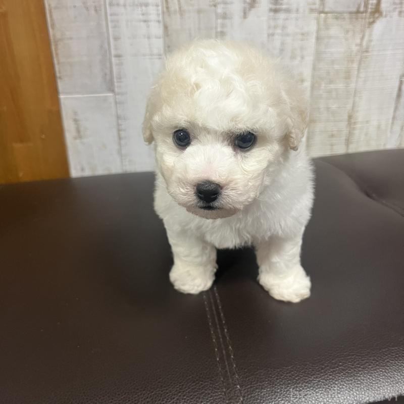 販売中の三重県のビションフリーゼ-426856の4枚目