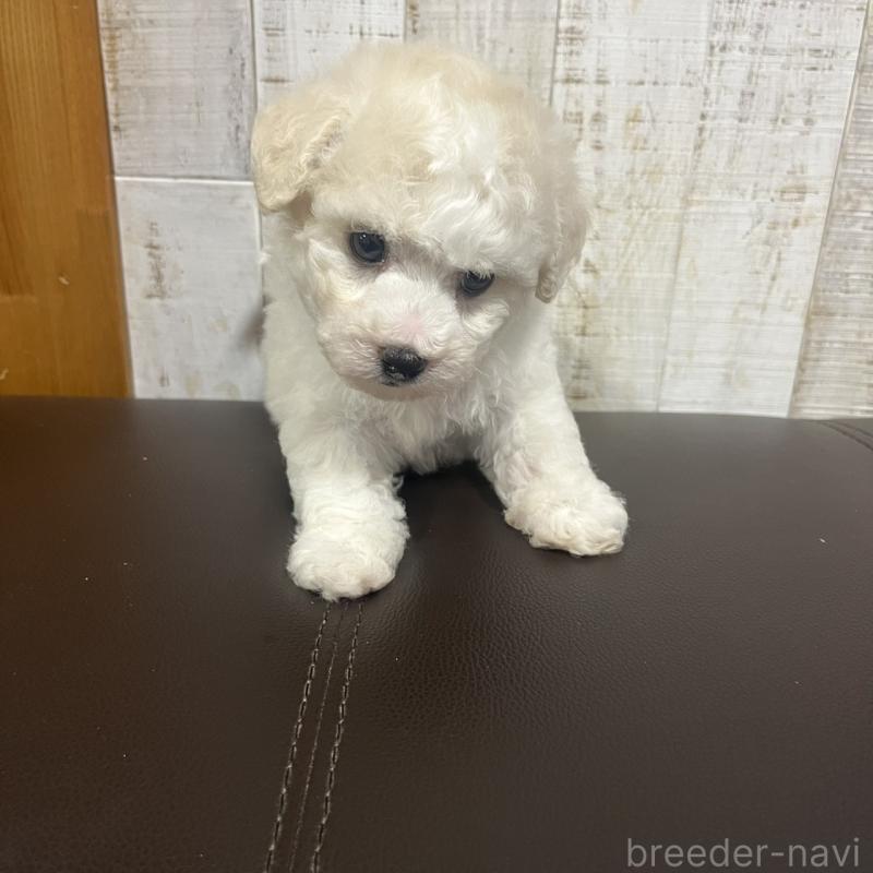 販売中の三重県のビションフリーゼ-426856の3枚目