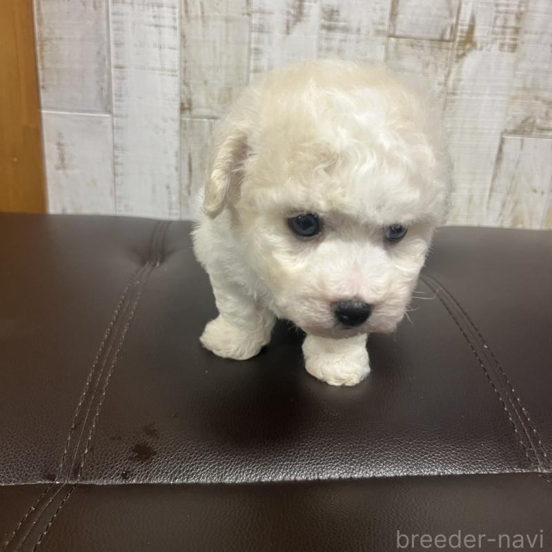 販売中の三重県のビションフリーゼ-426856の2枚目