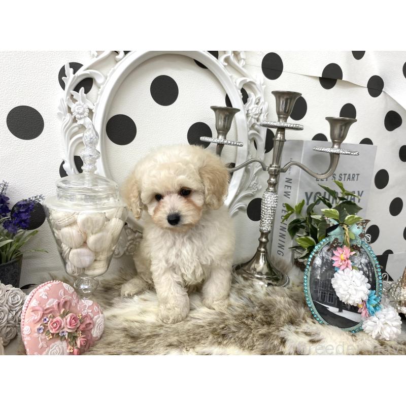 販売中の京都府のタイニープードル-426860の5枚目