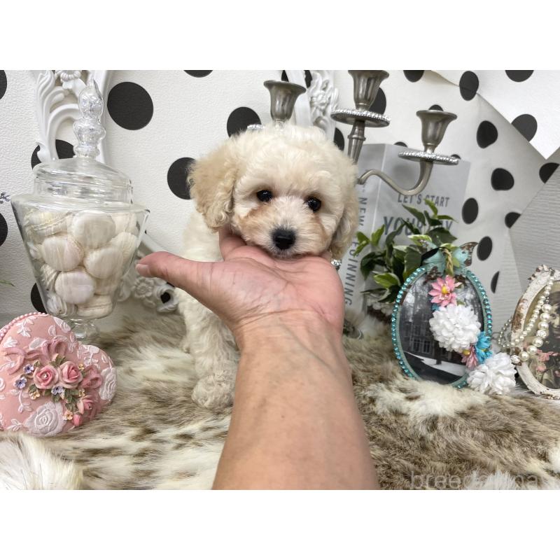 販売中の京都府のタイニープードル-426860の4枚目