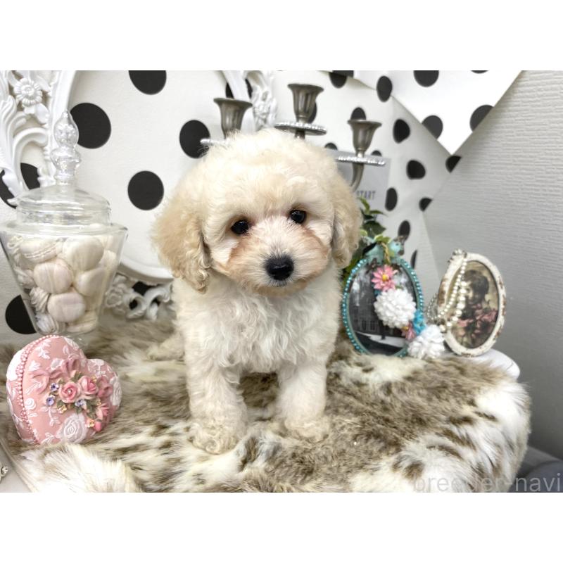 販売中の京都府のタイニープードル-426860の3枚目