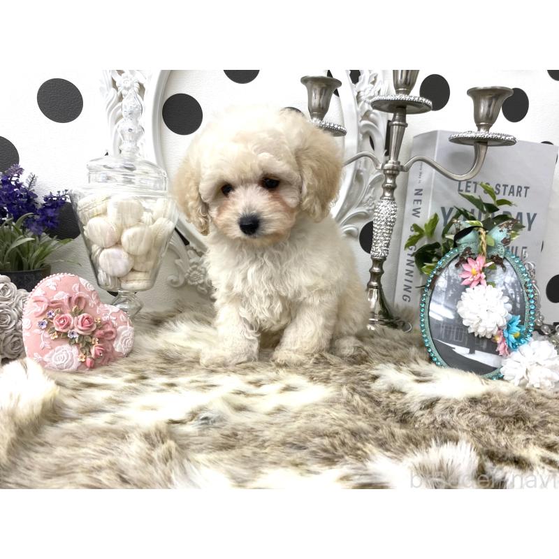 販売中の京都府のタイニープードル-426860の2枚目