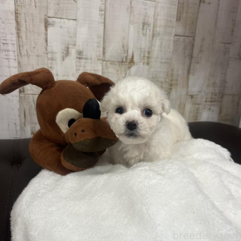 販売中の三重県のビションフリーゼ-426859の1枚目