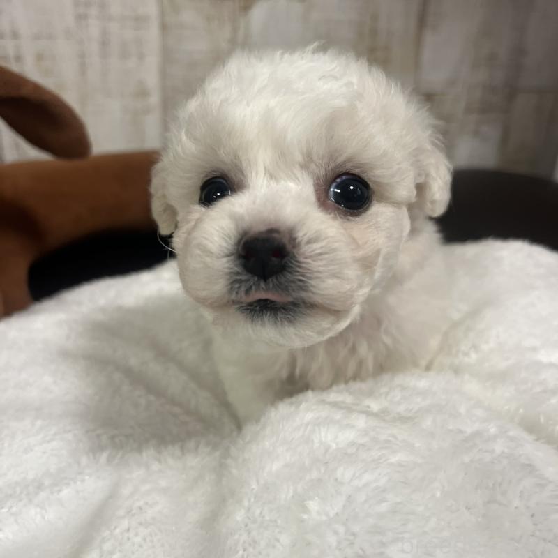 販売中の三重県のビションフリーゼ-426859の6枚目