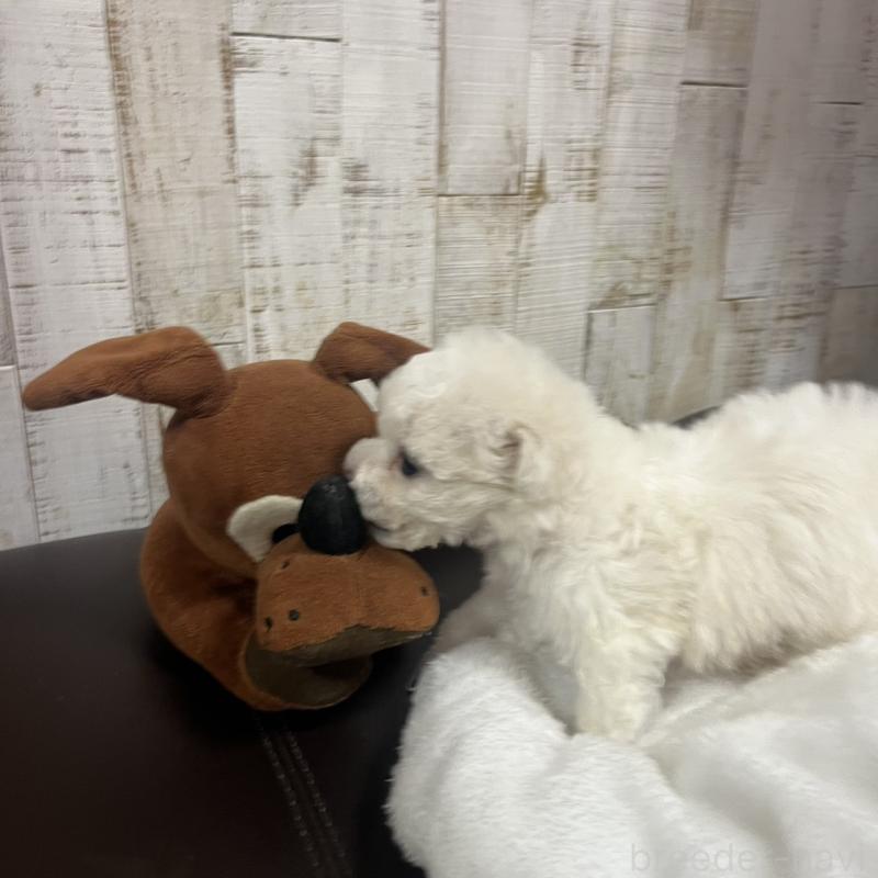 販売中の三重県のビションフリーゼ-426859の5枚目