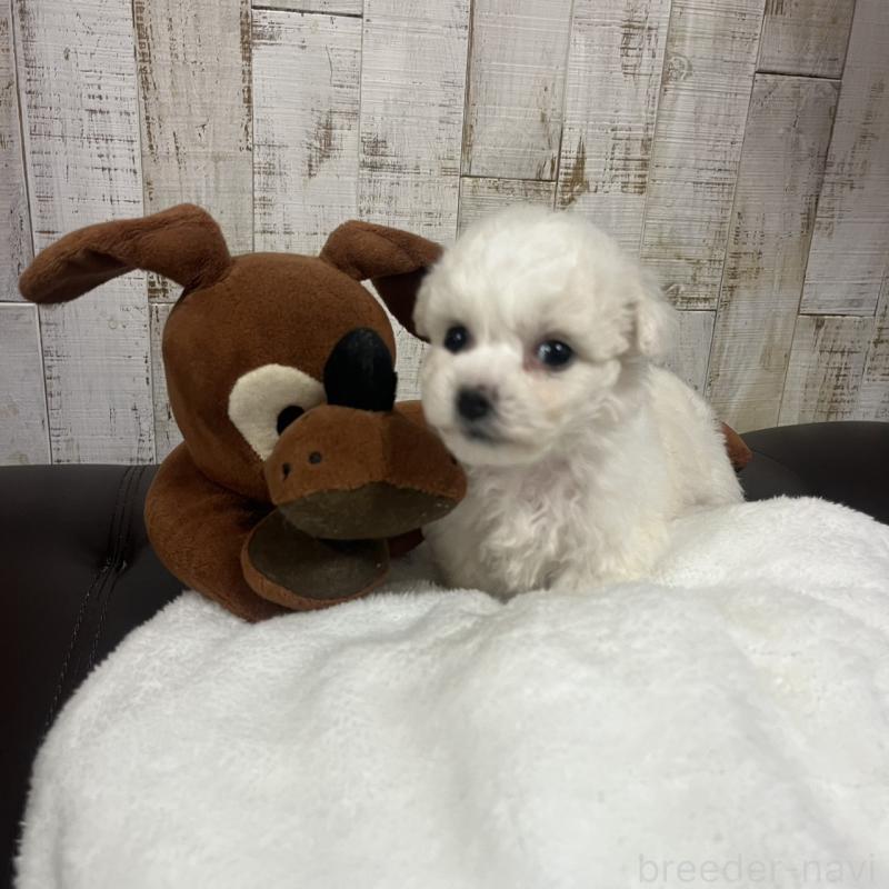 販売中の三重県のビションフリーゼ-426859の4枚目