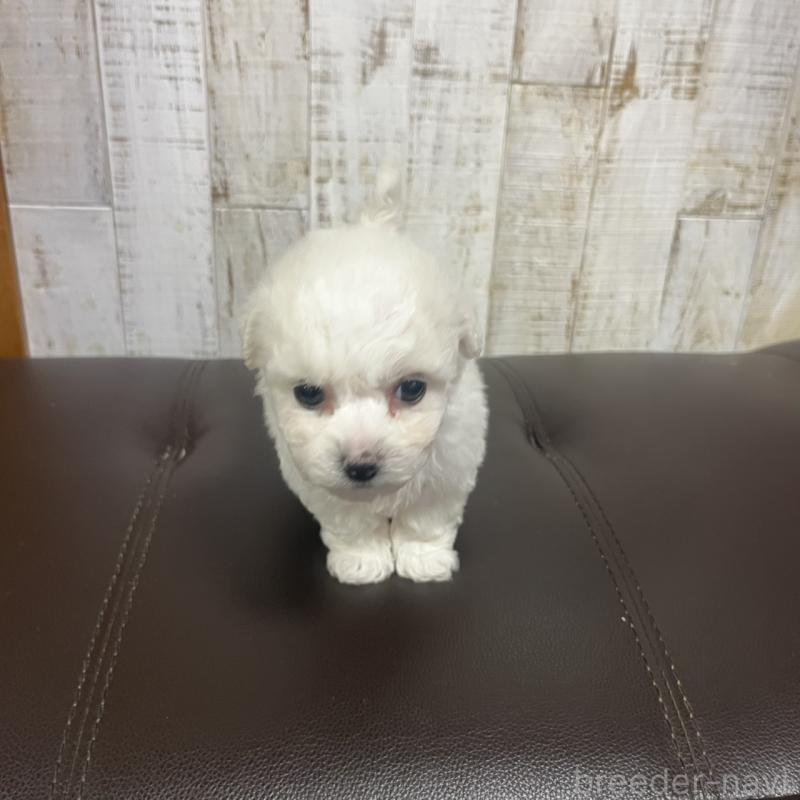 販売中の三重県のビションフリーゼ-426859の3枚目