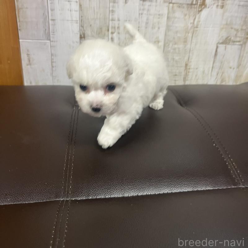 販売中の三重県のビションフリーゼ-426859の2枚目