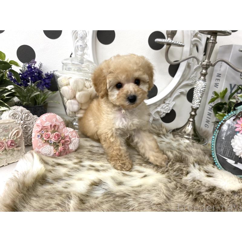 販売中の京都府のタイニープードル-426862の5枚目