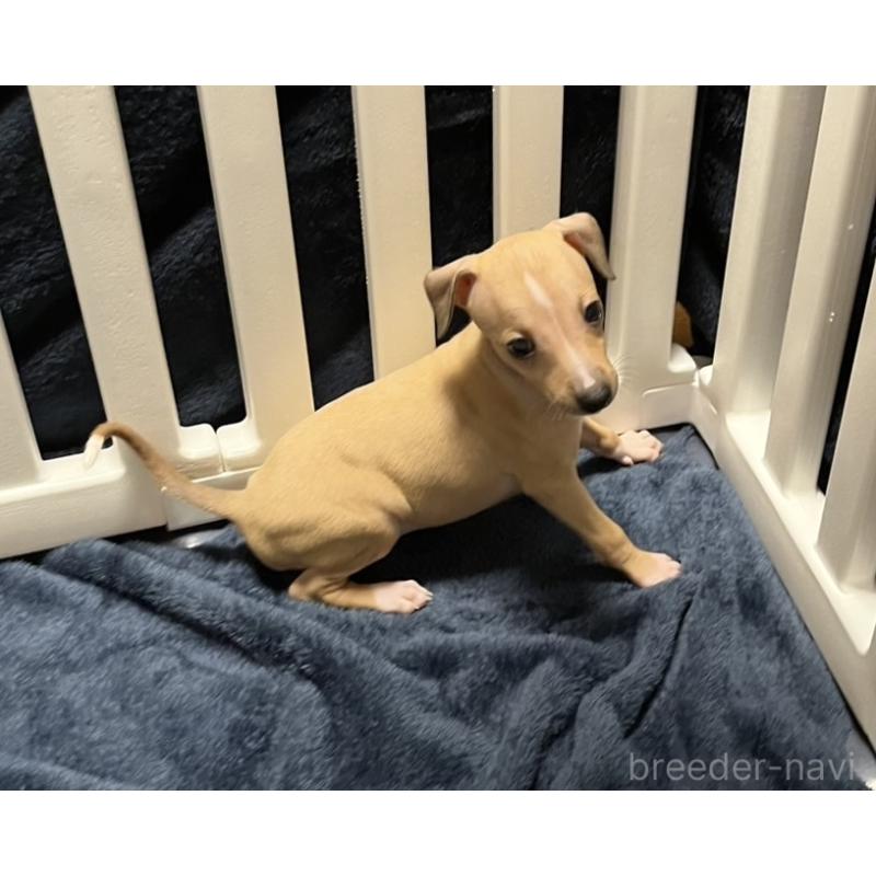 成約済の岩手県のイタリアングレーハウンド(イタグレ)-422071の5枚目