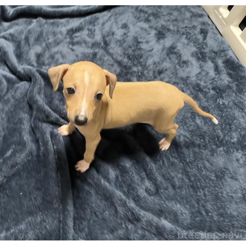 成約済の岩手県のイタリアングレーハウンド(イタグレ)-422071の4枚目