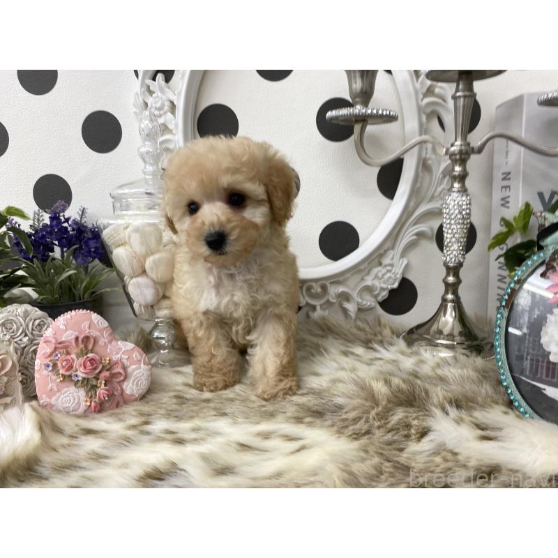 販売中の京都府のタイニープードル-426862の4枚目