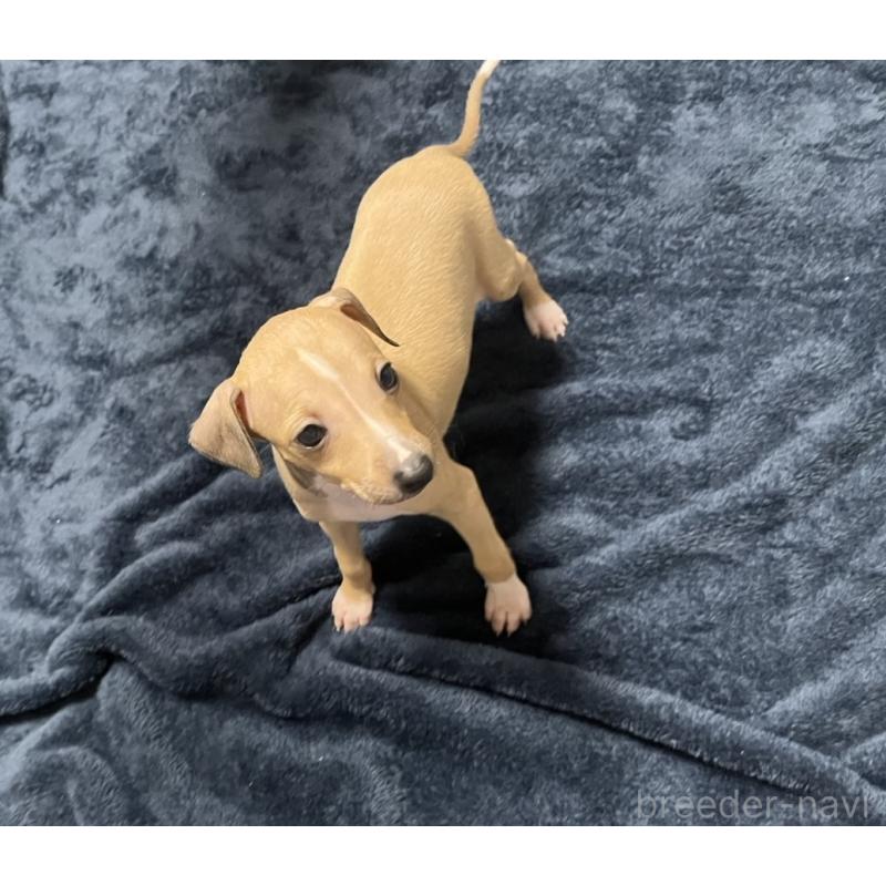 成約済の岩手県のイタリアングレーハウンド(イタグレ)-422071の3枚目