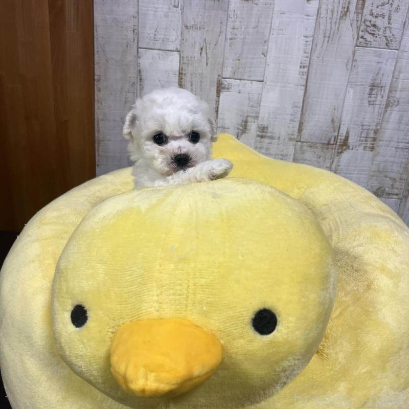 販売中の三重県のビションフリーゼ-426861の6枚目