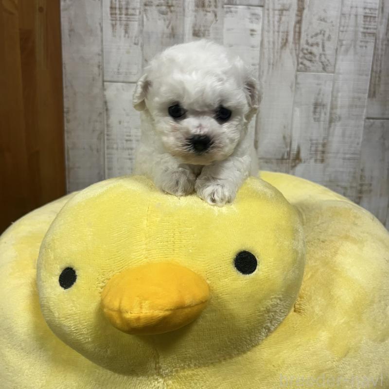 販売中の三重県のビションフリーゼ-426861