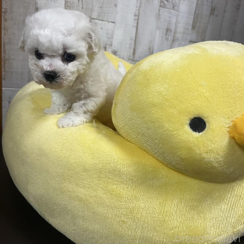 販売中の三重県のビションフリーゼ-426861の5枚目