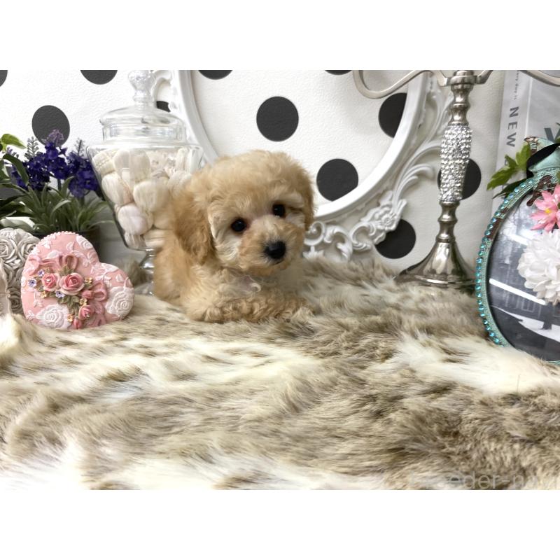販売中の京都府のタイニープードル-426862の3枚目