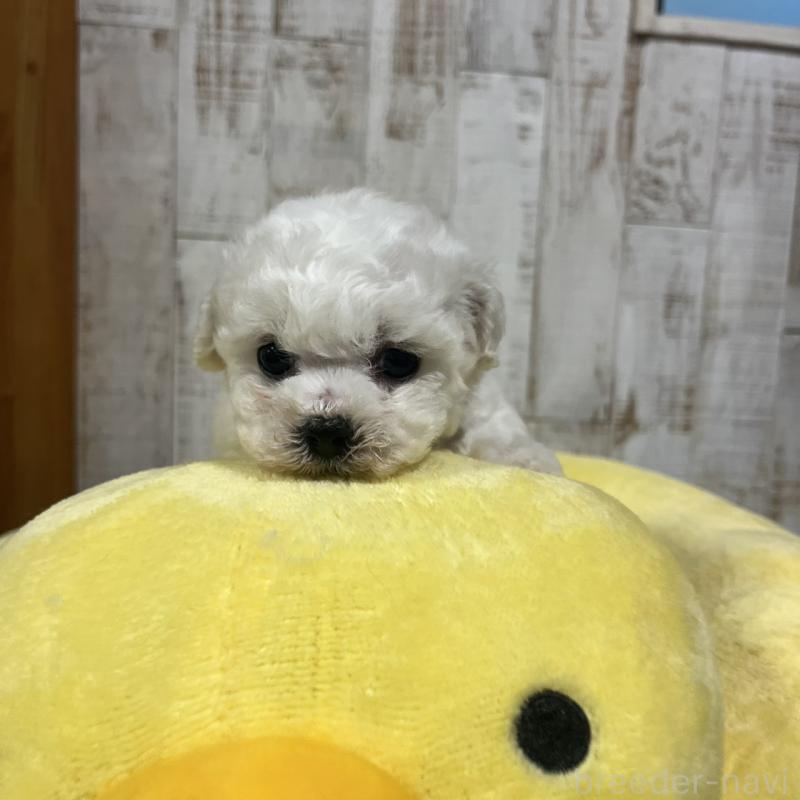 販売中の三重県のビションフリーゼ-426861の4枚目