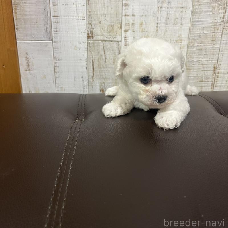 販売中の三重県のビションフリーゼ-426861の3枚目