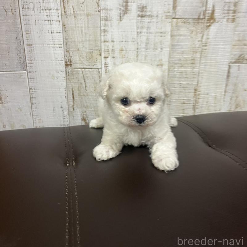 販売中の三重県のビションフリーゼ-426861の2枚目