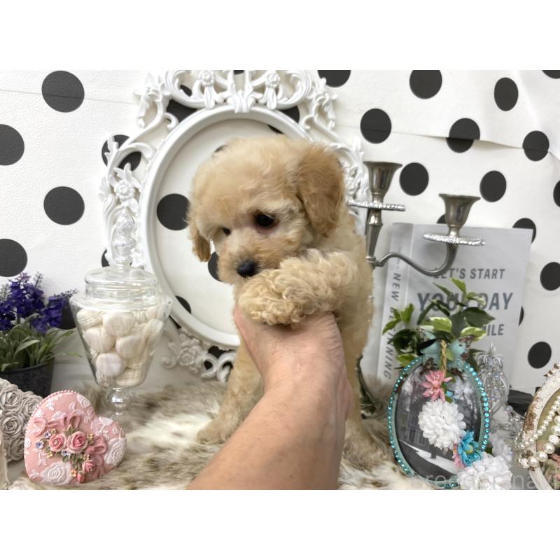 販売中の京都府のタイニープードル-426862の2枚目