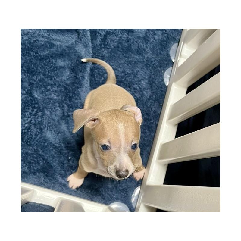 成約済の岩手県のイタリアングレーハウンド(イタグレ)-422072の4枚目