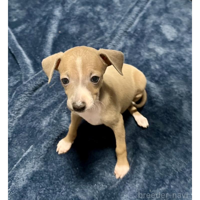 成約済の岩手県のイタリアングレーハウンド(イタグレ)-422072の3枚目