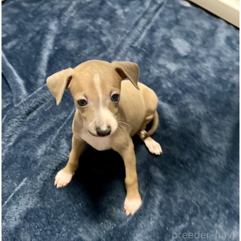 成約済の岩手県のイタリアングレーハウンド(イタグレ)-422072の2枚目