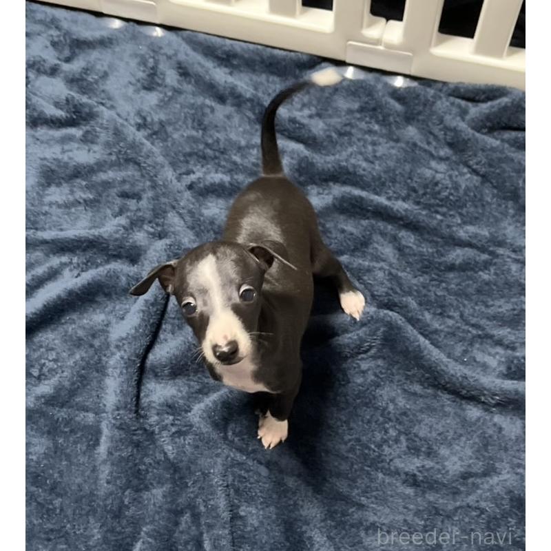 成約済の岩手県のイタリアングレーハウンド(イタグレ)-422073の3枚目