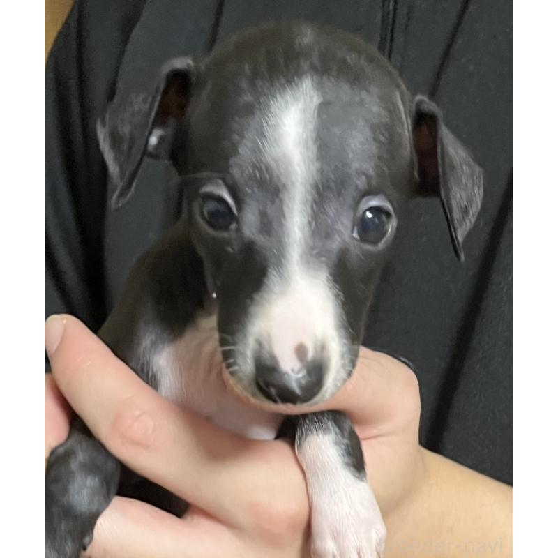 成約済の岩手県のイタリアングレーハウンド(イタグレ)-422073の2枚目