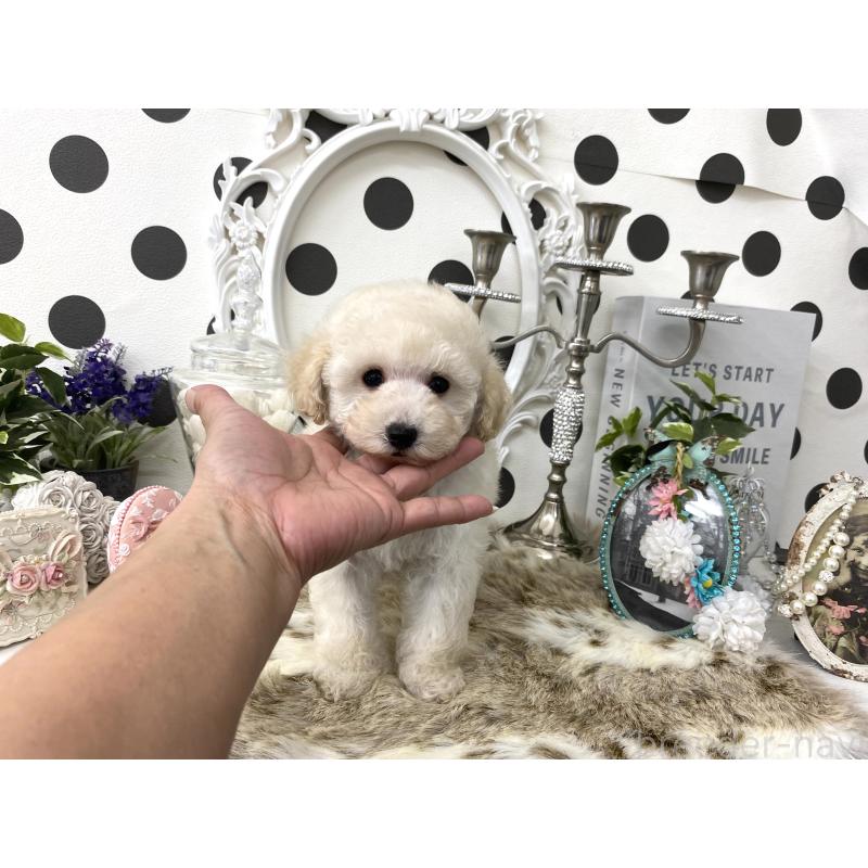 販売中の京都府のタイニープードル-426863の5枚目