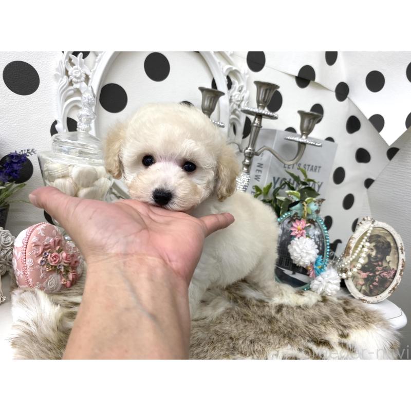 販売中の京都府のタイニープードル-426863の4枚目