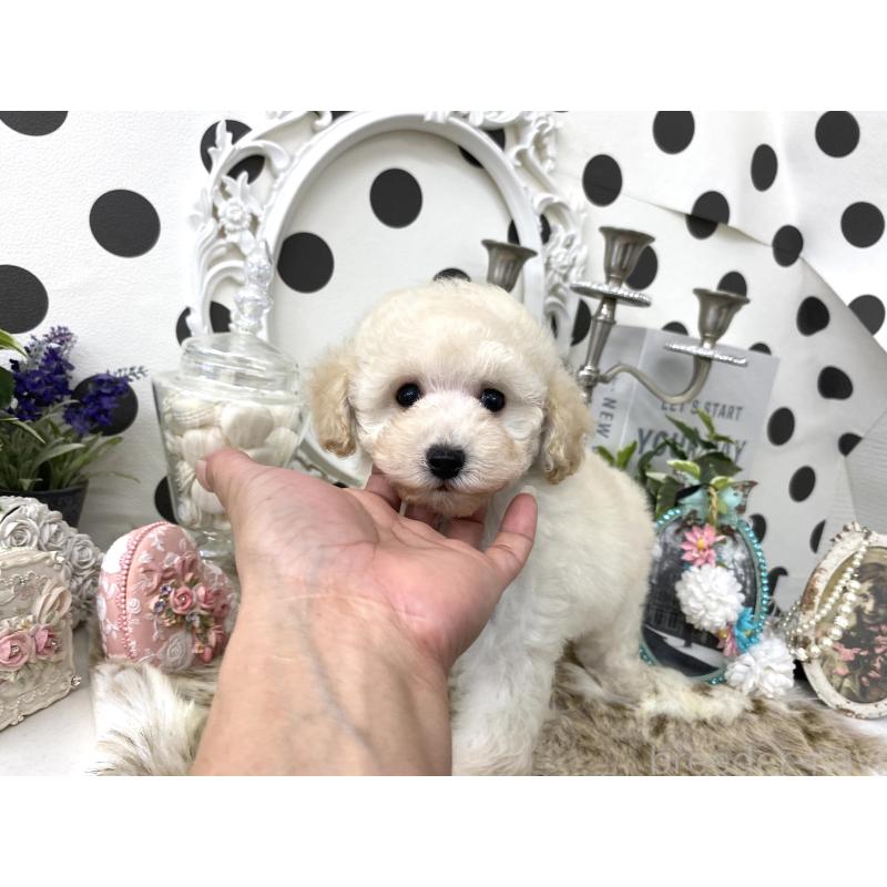 販売中の京都府のタイニープードル-426863の3枚目