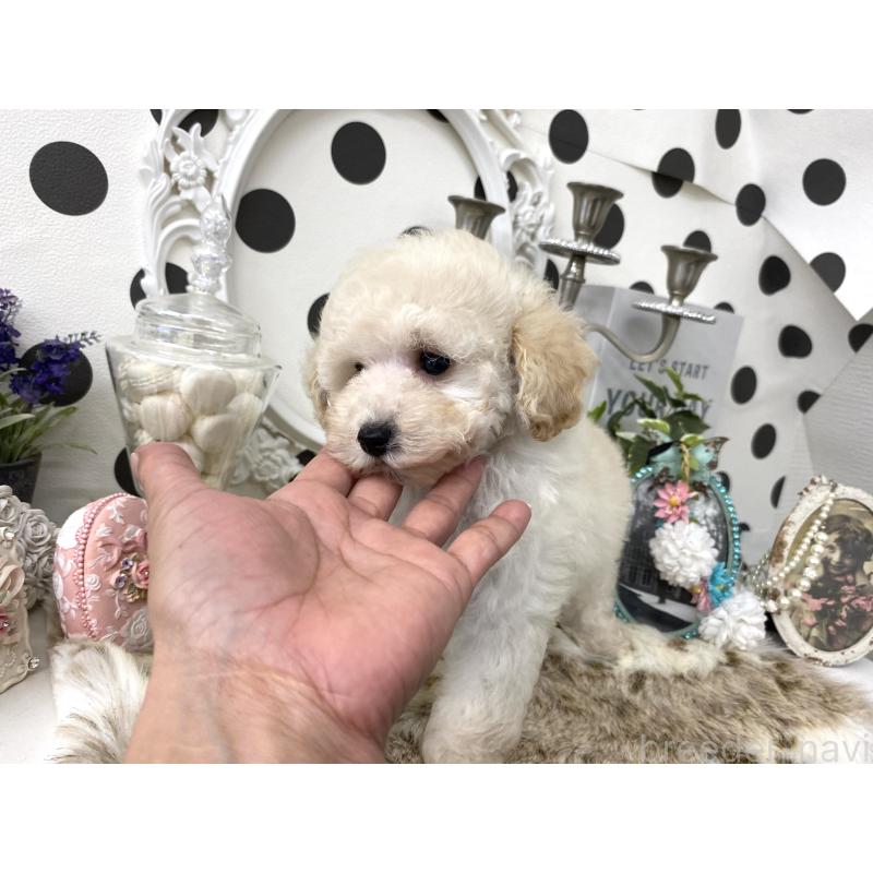 販売中の京都府のタイニープードル-426863の2枚目
