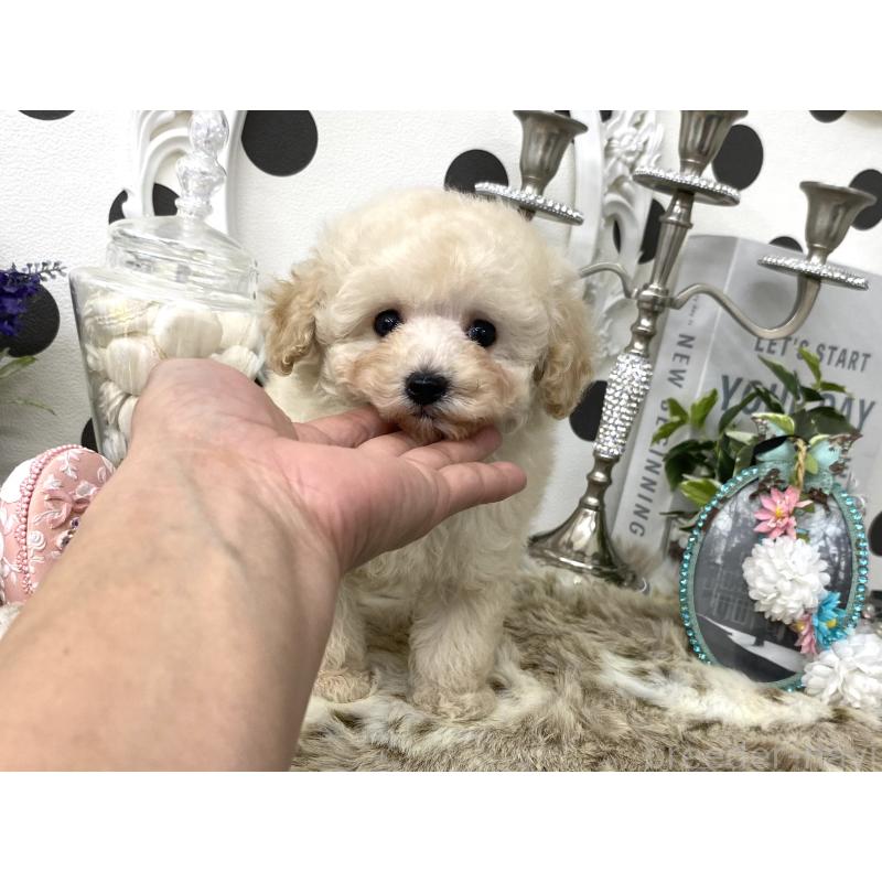 販売中の京都府のタイニープードル-426865