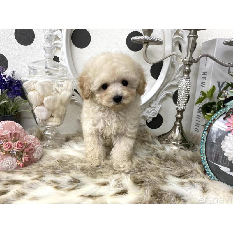 販売中の京都府のタイニープードル-426865の9枚目