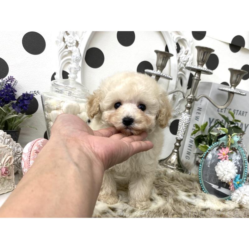 販売中の京都府のタイニープードル-426865の8枚目