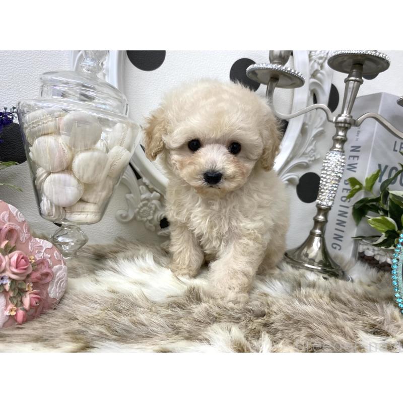 販売中の京都府のタイニープードル-426865の7枚目