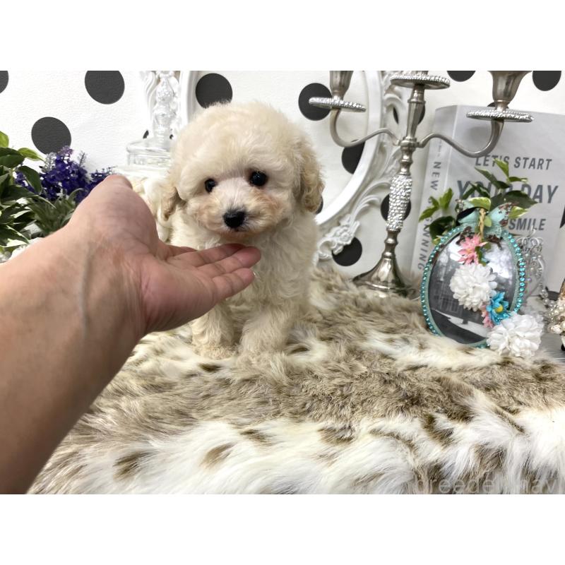 販売中の京都府のタイニープードル-426865の5枚目