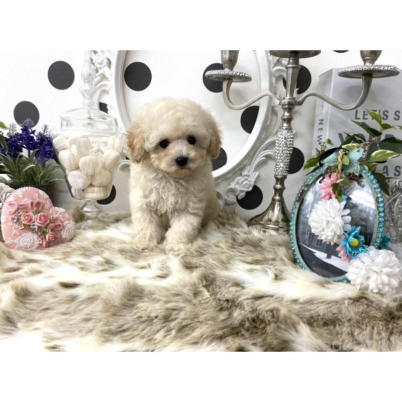 販売中の京都府のタイニープードル-426865の4枚目