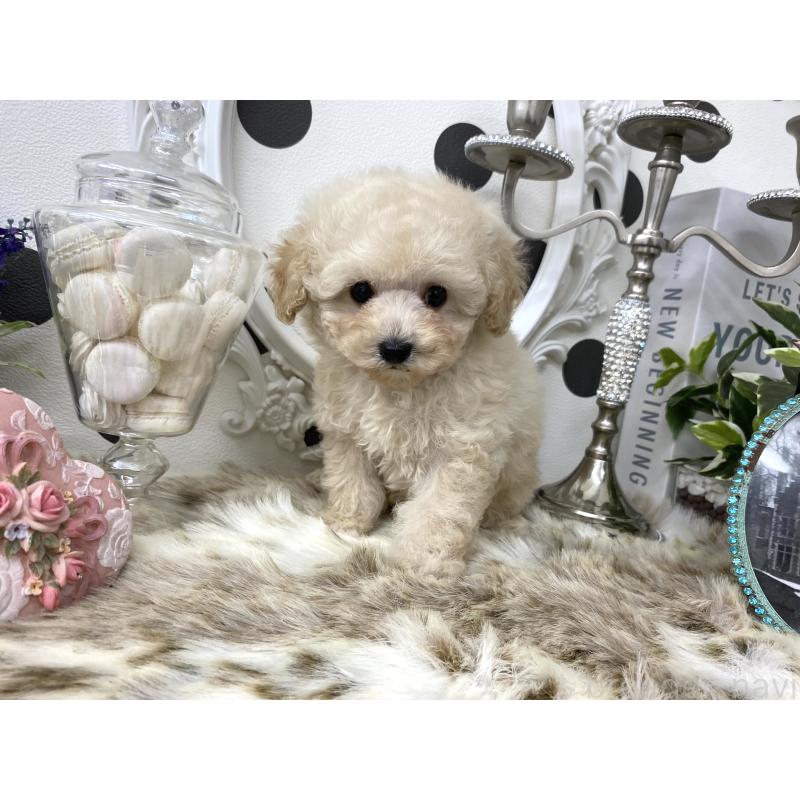 販売中の京都府のタイニープードル-426865の3枚目