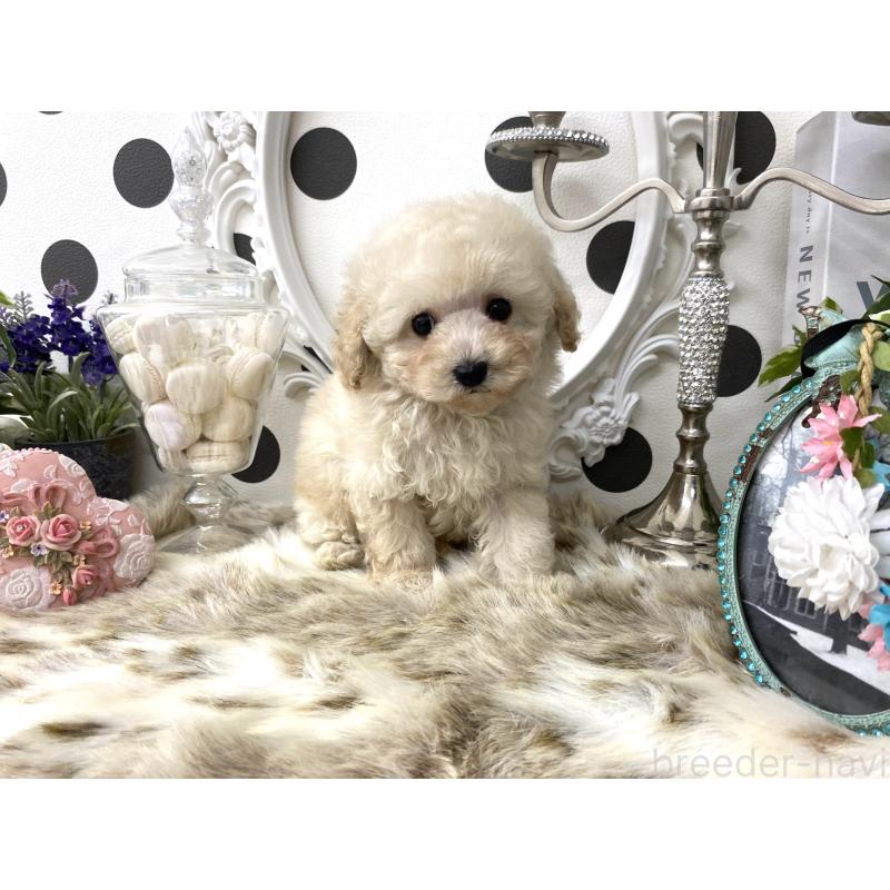販売中の京都府のタイニープードル-426865の2枚目