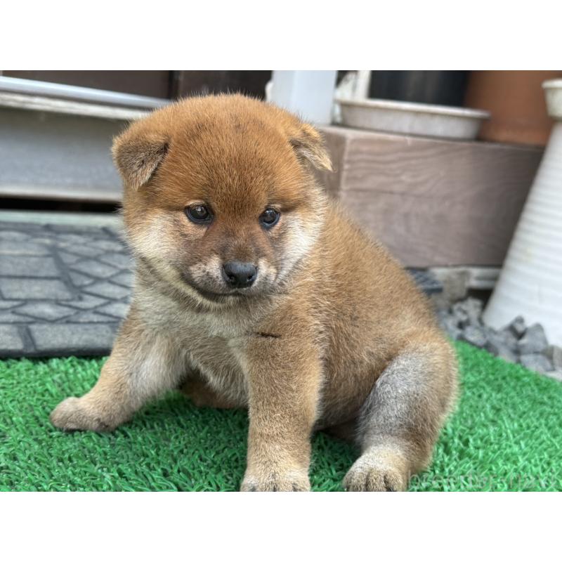 販売中の岡山県の柴犬-426864の4枚目