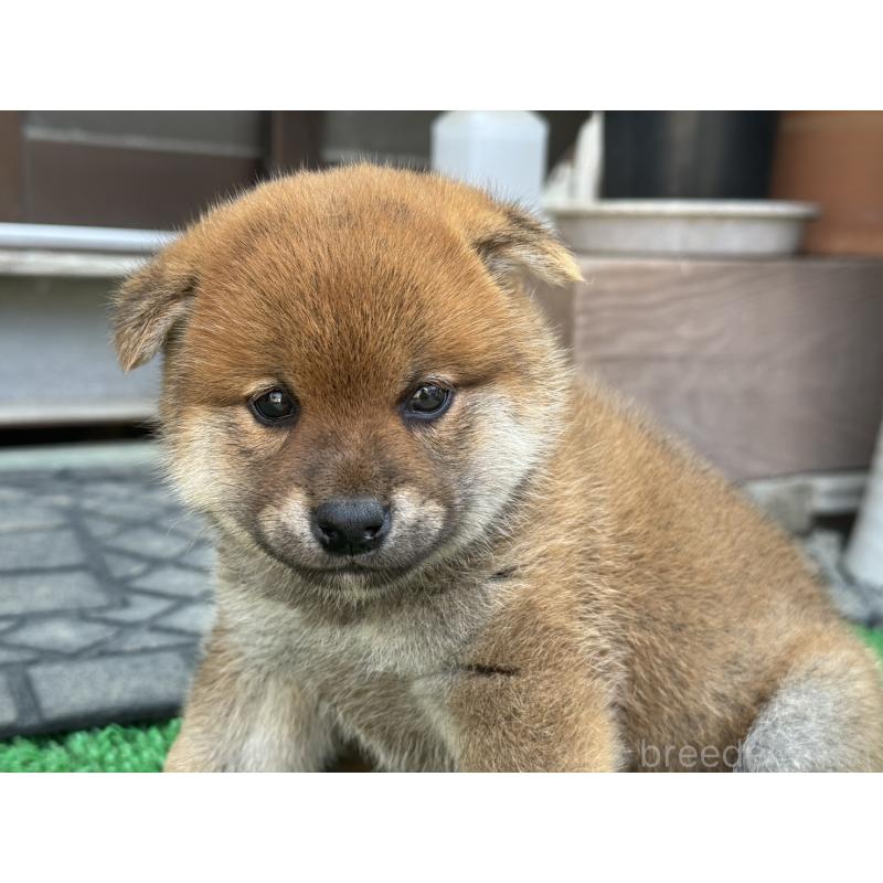 販売中の岡山県の柴犬-426864の1枚目